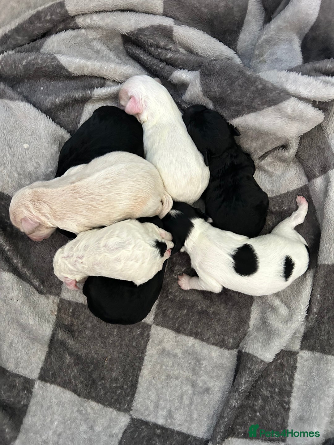 Shihpoo dogs for sale: Stunning Shihpoo x Sproodle puppies - Image 1