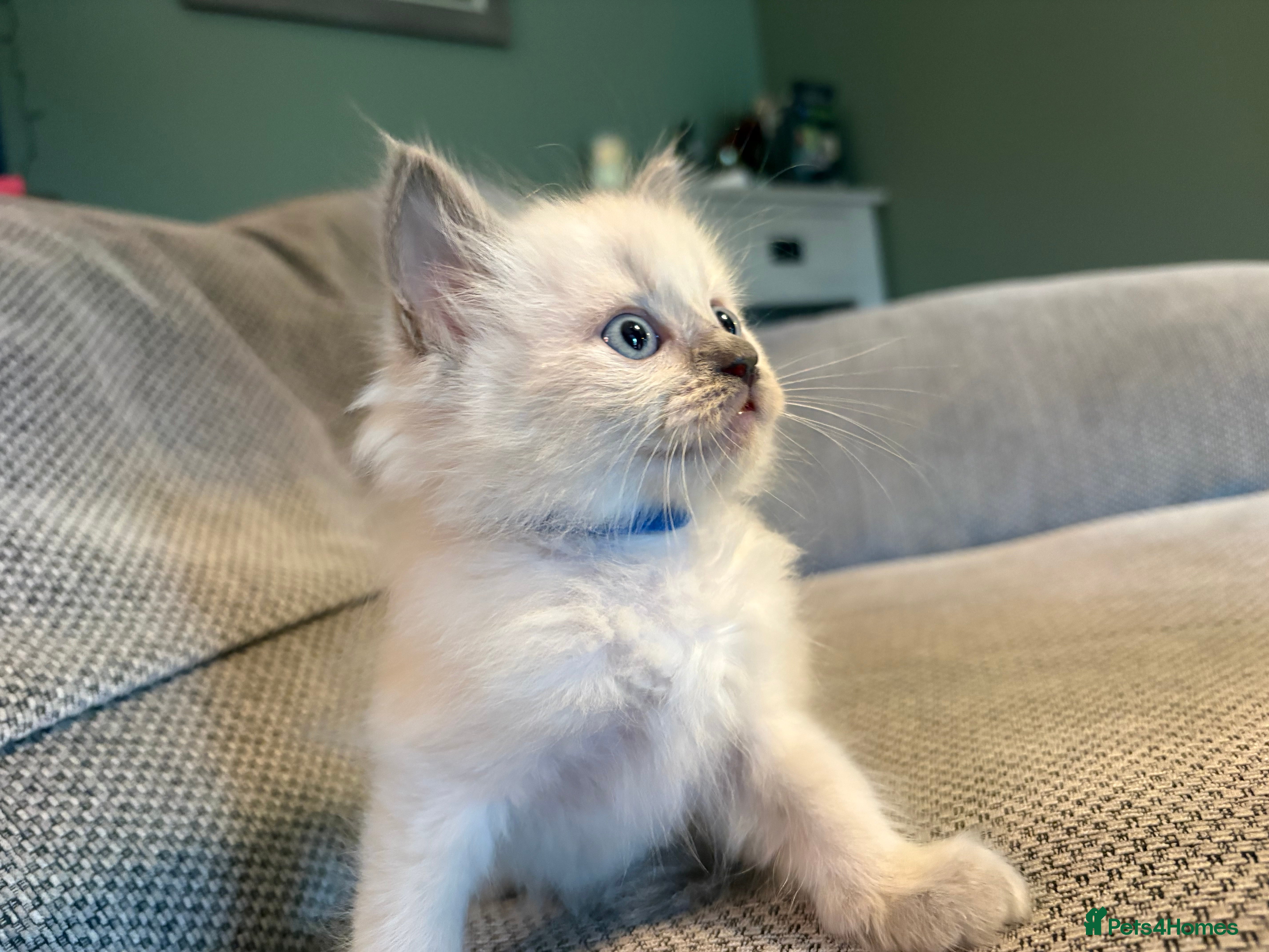Ragdoll cats Three Stunning Blue Point Ragdoll Boys Available  - Advert 2