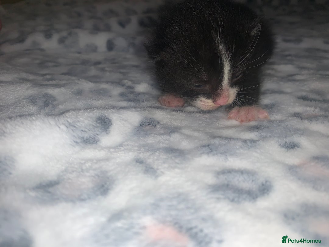 Mixed Breed cats for sale: Bright tabby’s and black kittens  - Advert 35