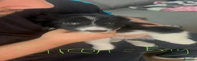 Border Collie 2