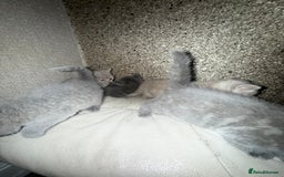 British Shorthair cats for sale: British Shorthair kitten  - Image 24