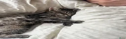 Mixed Breed cats for sale: male tabby cat - Advert 7