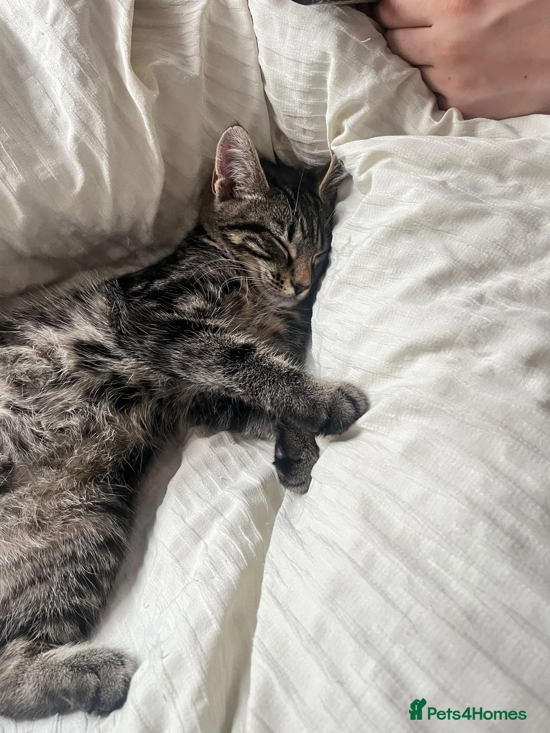 Mixed Breed cats for sale: male tabby cat - Advert 7
