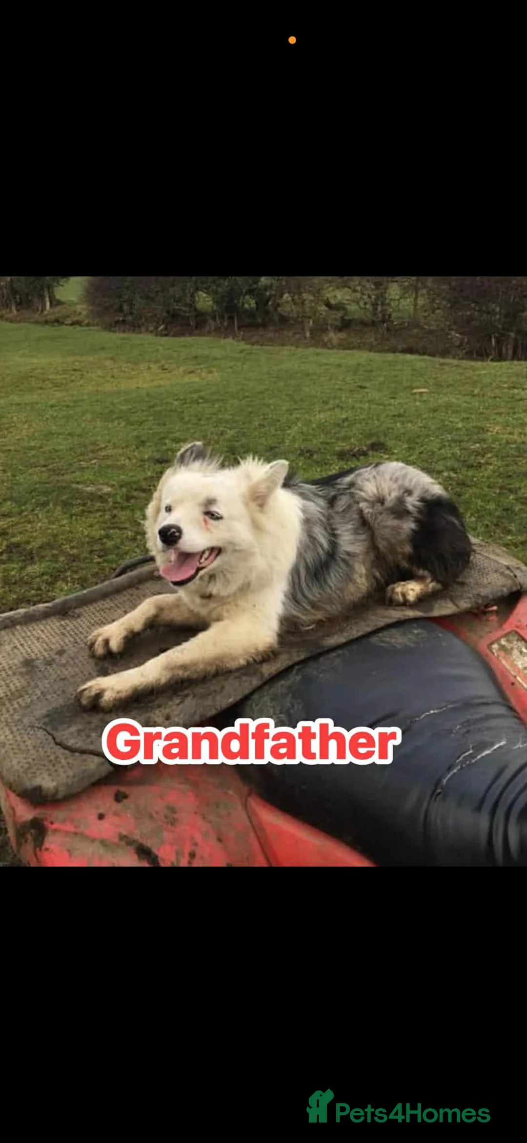 Lurcher dogs for sale: First Cross CollieGreyhound X Saluki Grehound - Advert 2