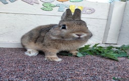 Netherland Dwarf rabbits for sale: Netherland Dwarf babies and adults - Image 2