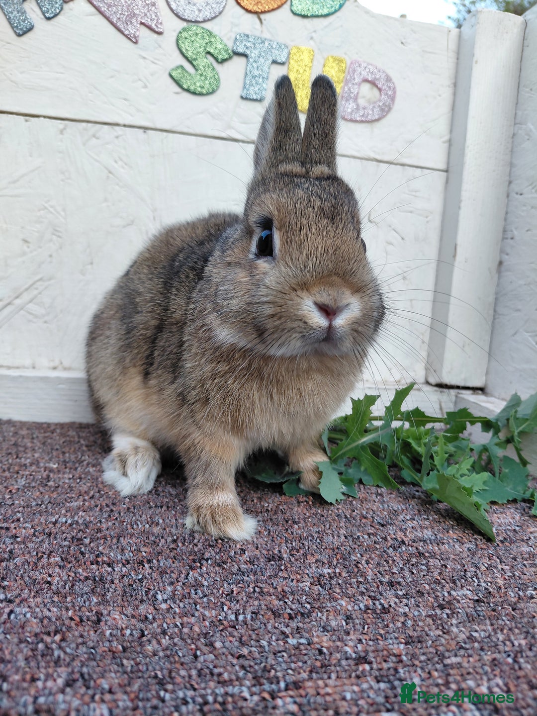 Netherland Dwarf rabbits for sale: Netherland Dwarf babies and adults - Image 2