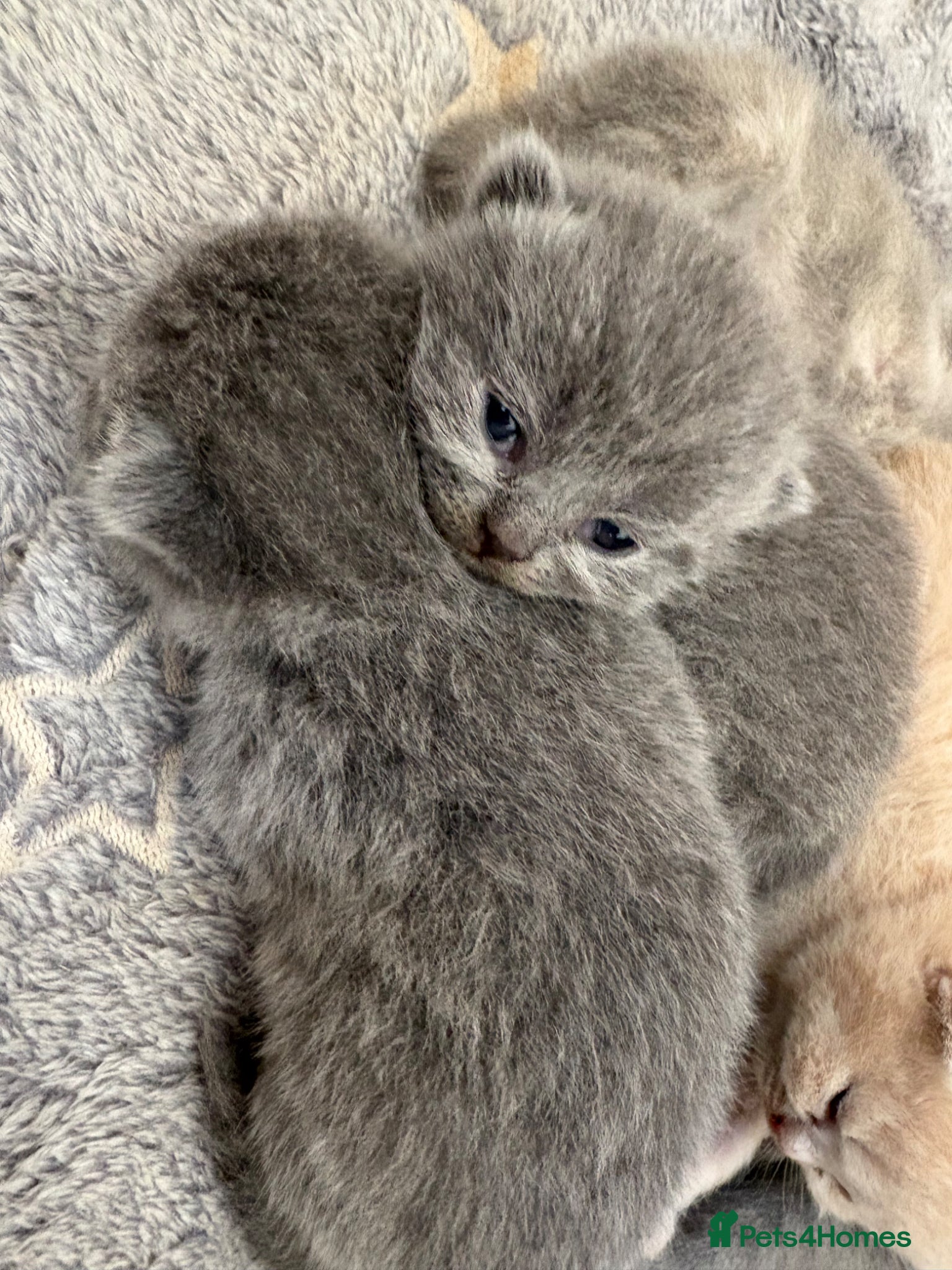 British Shorthair cats British Shorthair Kittens Available TICA 😻😻😻 - Advert 2
