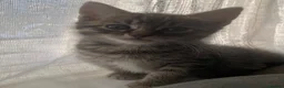 Bengal cats for sale: Gorgeous Bengal/khao manee kittens  - Advert 5