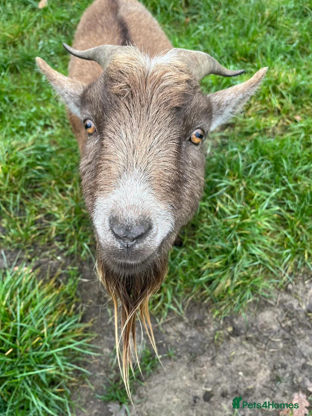Goats livestock for sale: Billy - friendly boy in search of friends. - Advert 1