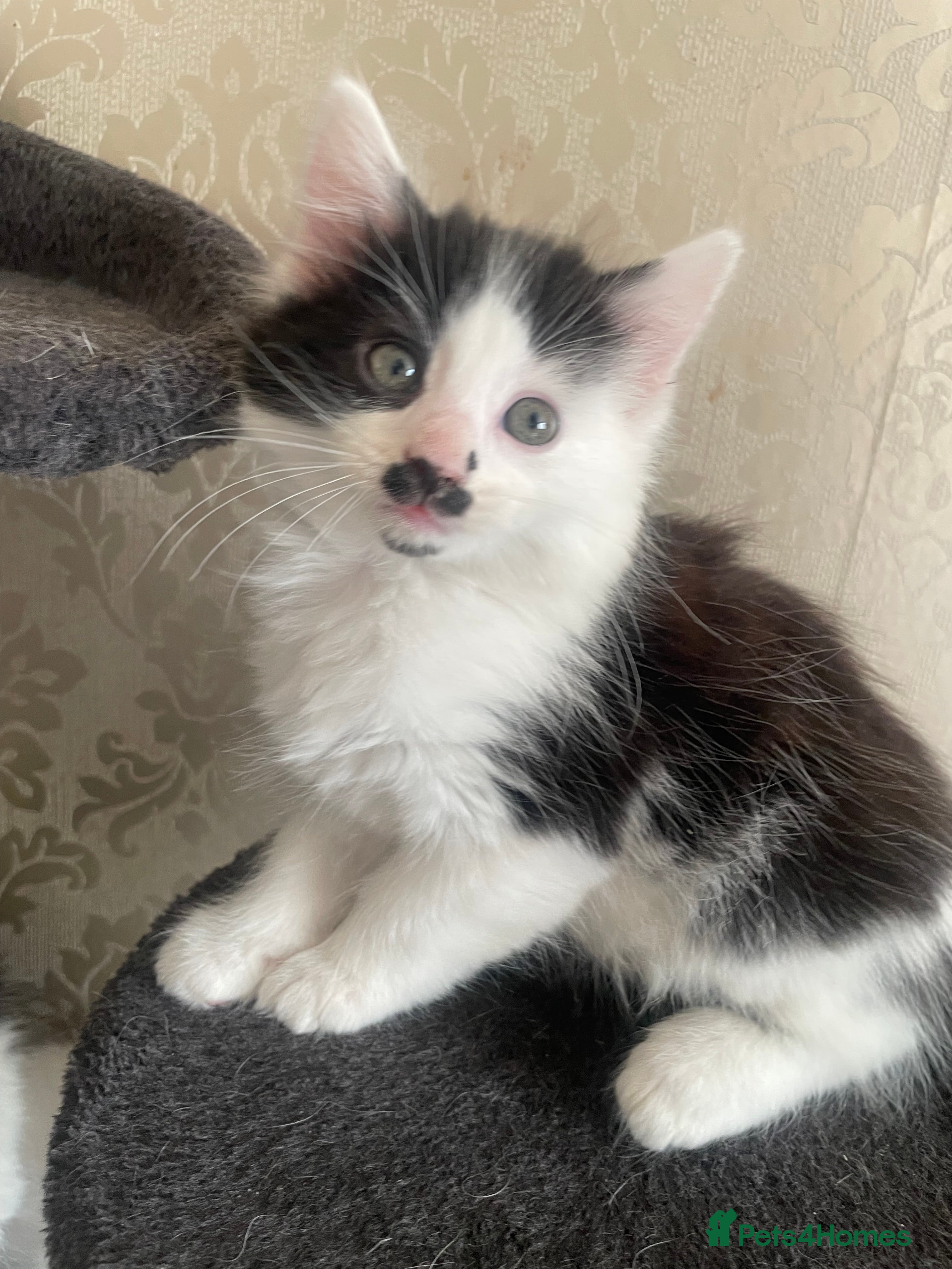 Mixed Breed cats 5 Gorgeous Kittens ready for their forever home  - Advert 1