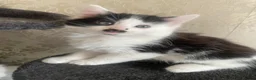 Mixed Breed cats for sale: 5 Gorgeous Kittens ready for their forever home  - Advert 1