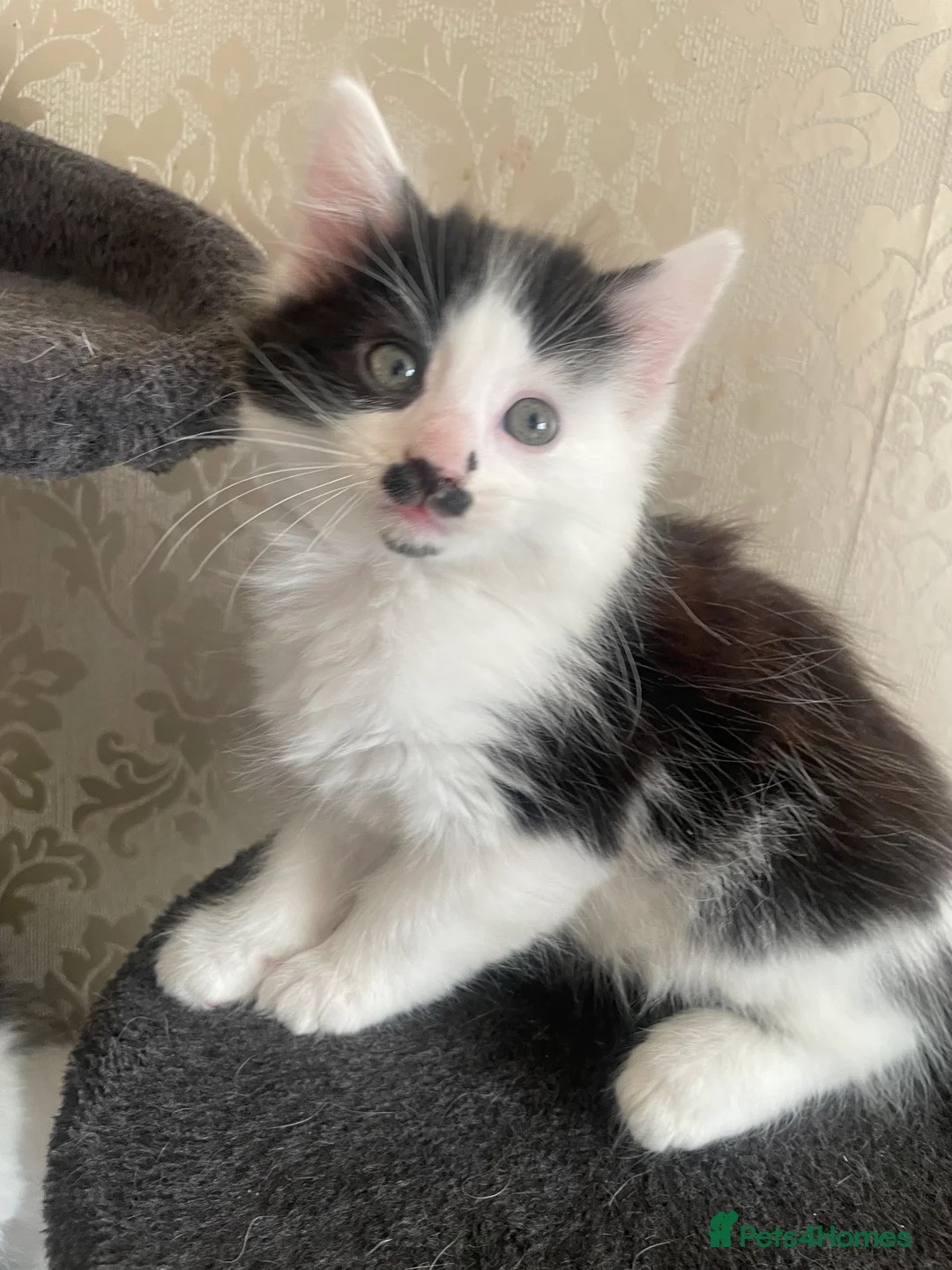 Mixed Breed cats for sale: 5 Gorgeous Kittens ready for their forever home  - Advert 1