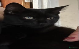 Mixed Breed cats for sale: Three lovely mixed breed kittens - Image 9