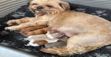 Shih Tzu dogs - Advert 5