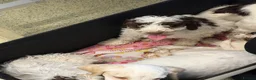 Cockapoo dogs for sale: Litter of lovely Cockapoos - Advert 2