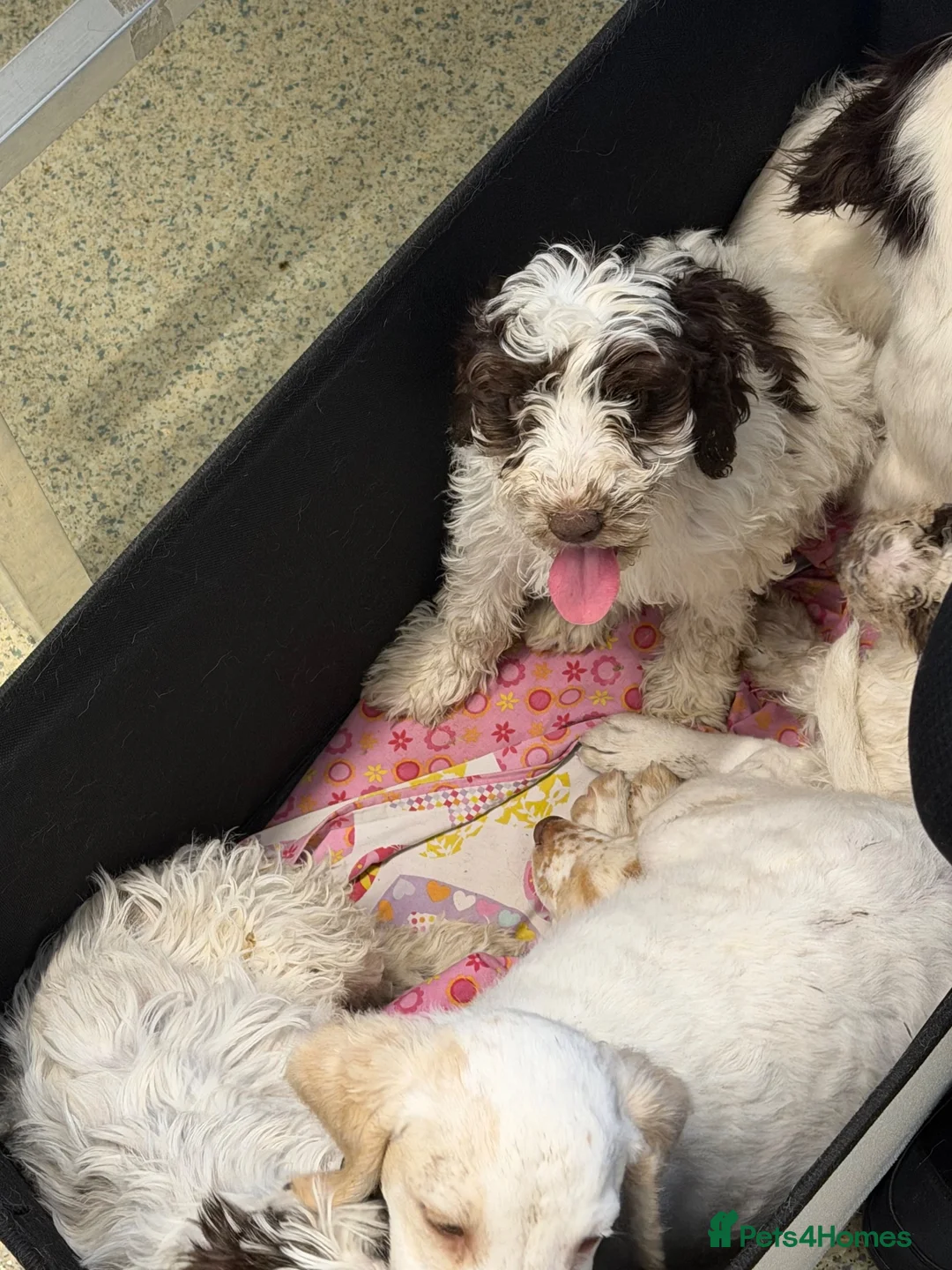 Cockapoo dogs for sale: Litter of lovely Cockapoos - Advert 2