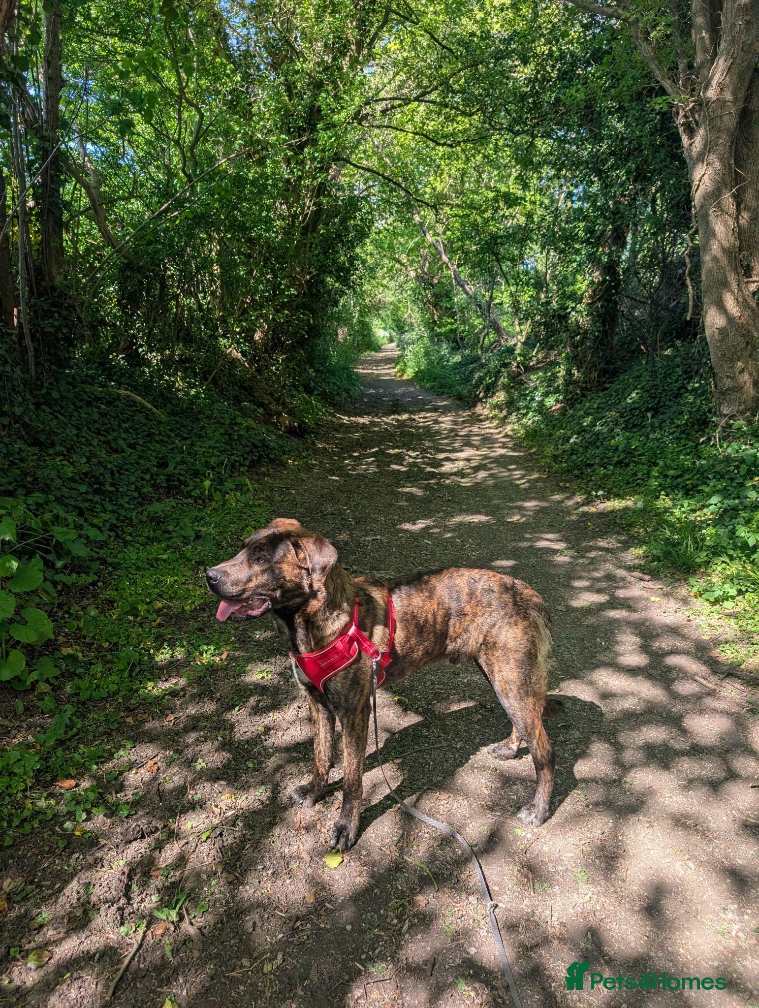 Mixed Breed dogs 1 year old Baz - Advert 1