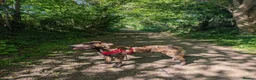 Mixed Breed dogs for sale: 1 year old Baz MALE - Advert 1