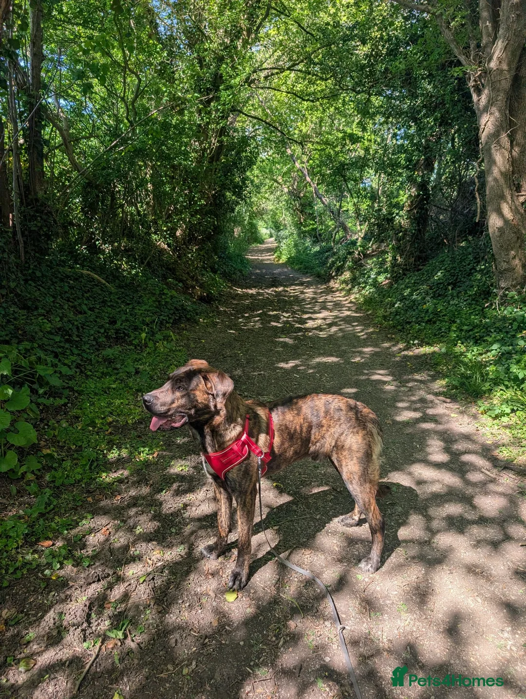 Mixed Breed dogs for sale: 1 year old Baz MALE - Advert 1