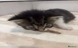 British Shorthair cats for sale: X2 female British shorthaired cross kittens - Image 4
