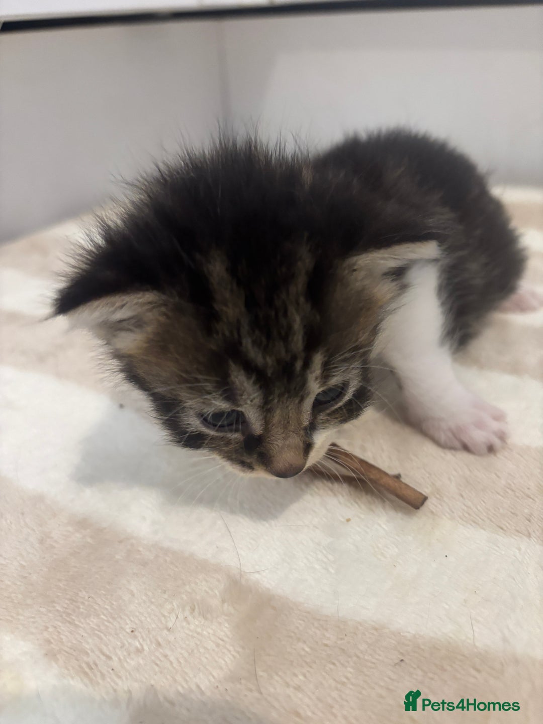 British Shorthair cats for sale: X2 female British shorthaired cross kittens - Image 4