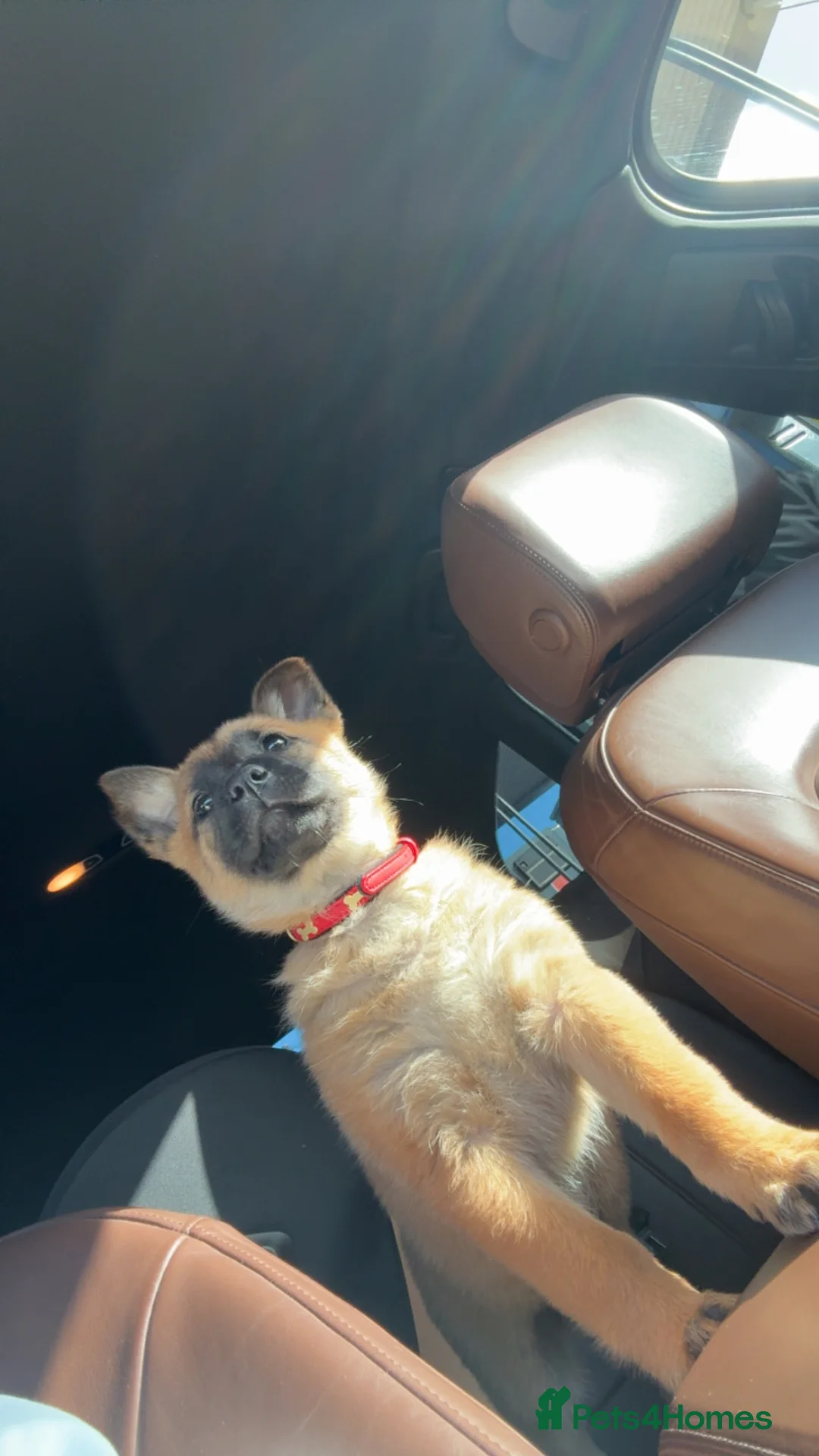 Mixed Breed dogs for sale: Chow chow x belgium mali 11 week puppy  in Willenhall - Advert 2