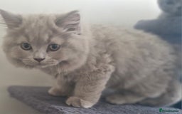 British Shorthair cats for sale: Beautiful BSH (2 Males & 2 Females, Blue & Lilac) - Image 28