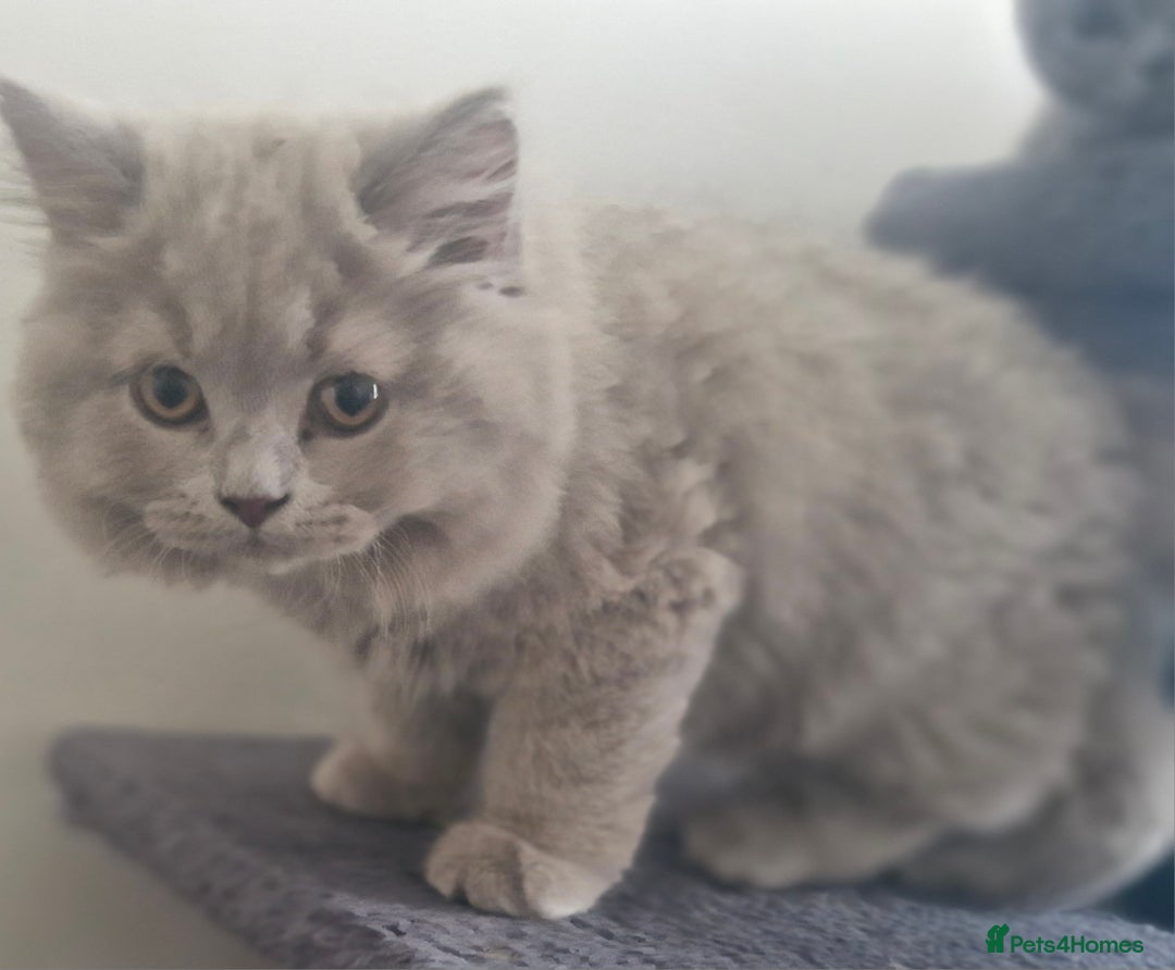 British Shorthair cats for sale: Beautiful BSH (2 Males & 2 Females, Blue & Lilac) - Image 28