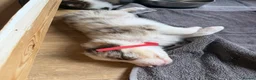 Border Collie dogs for sale: 2 male chocolate border collie puppies red Merle - Advert 18