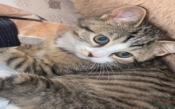 British Shorthair cats for sale: 3 Beautiful female kittens  - Image 8