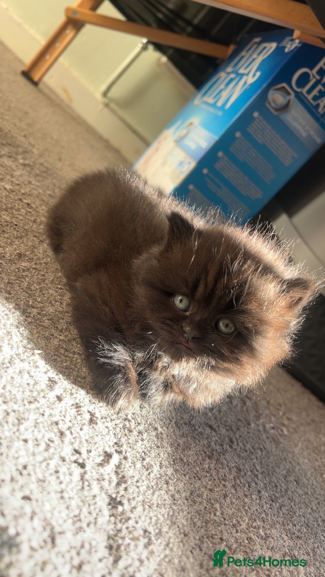 British Shorthair cats for sale: British Shorthair kittens - Advert 15