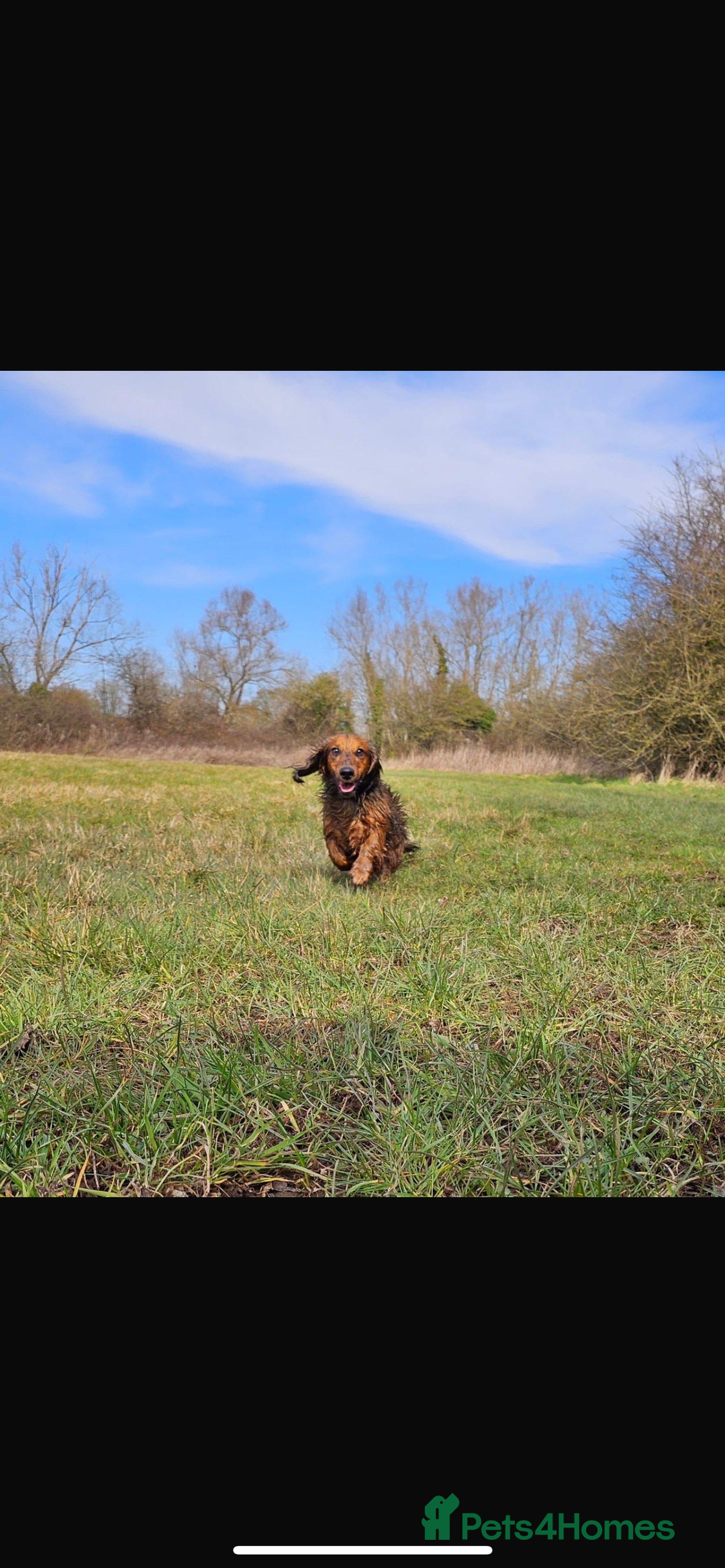 Dachshund dogs for sale: Male long haired dachshund - Advert 3
