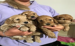 Cockapoo dogs for sale: Cockapoos puppies  - Image 4