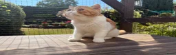 Exotic cats for sale: Gorgeous Red Tabby/White Exotic Boy - Advert 4