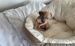 Italian Greyhound dogs for sale:  Beautiful Italian greyhound puppies  - Image 32