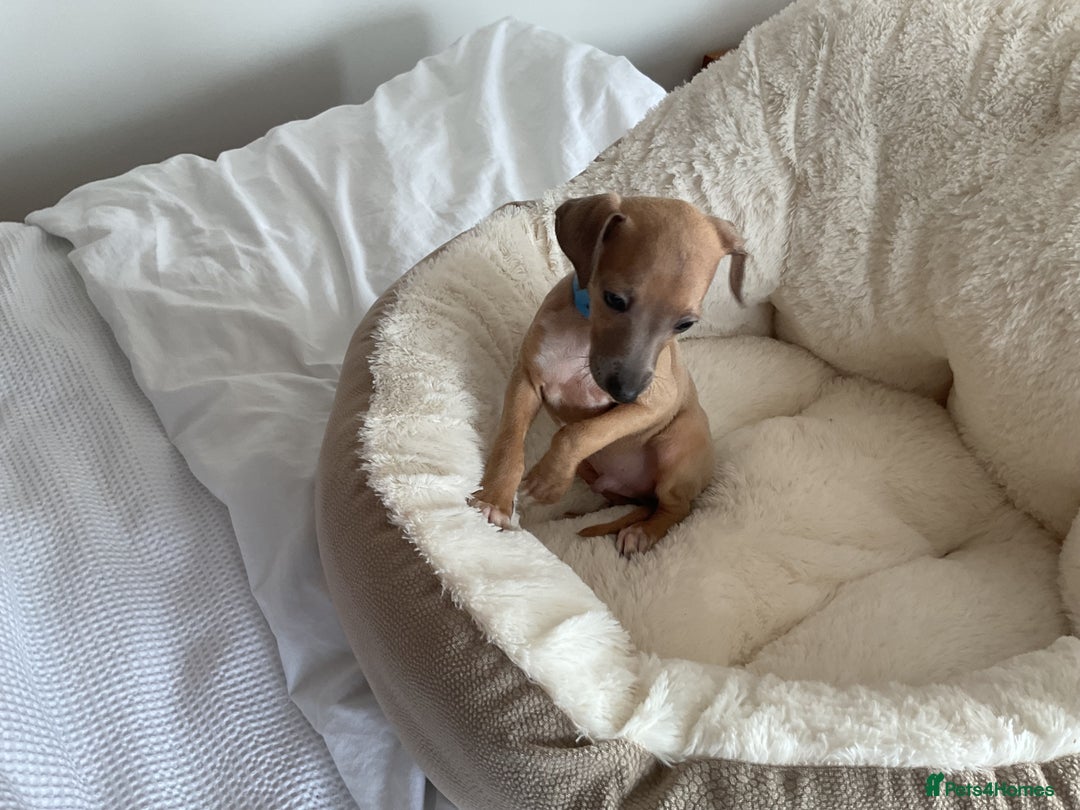 Italian Greyhound dogs for sale:  Beautiful Italian greyhound puppies  - Image 32