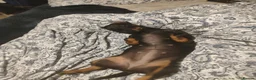 Dachshund dogs for sale: Poppy - Advert 5