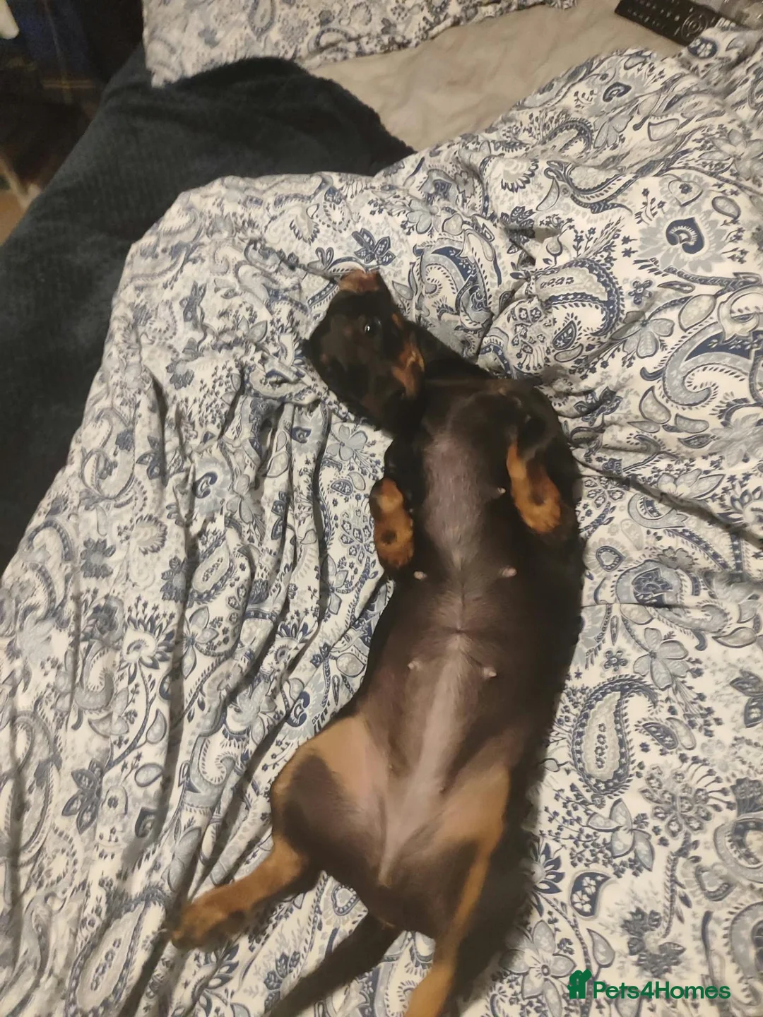 Dachshund dogs for sale: Poppy - Advert 5