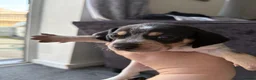Jackshund dogs for sale: 4 Beautiful Male Jackhaunds   - Advert 14