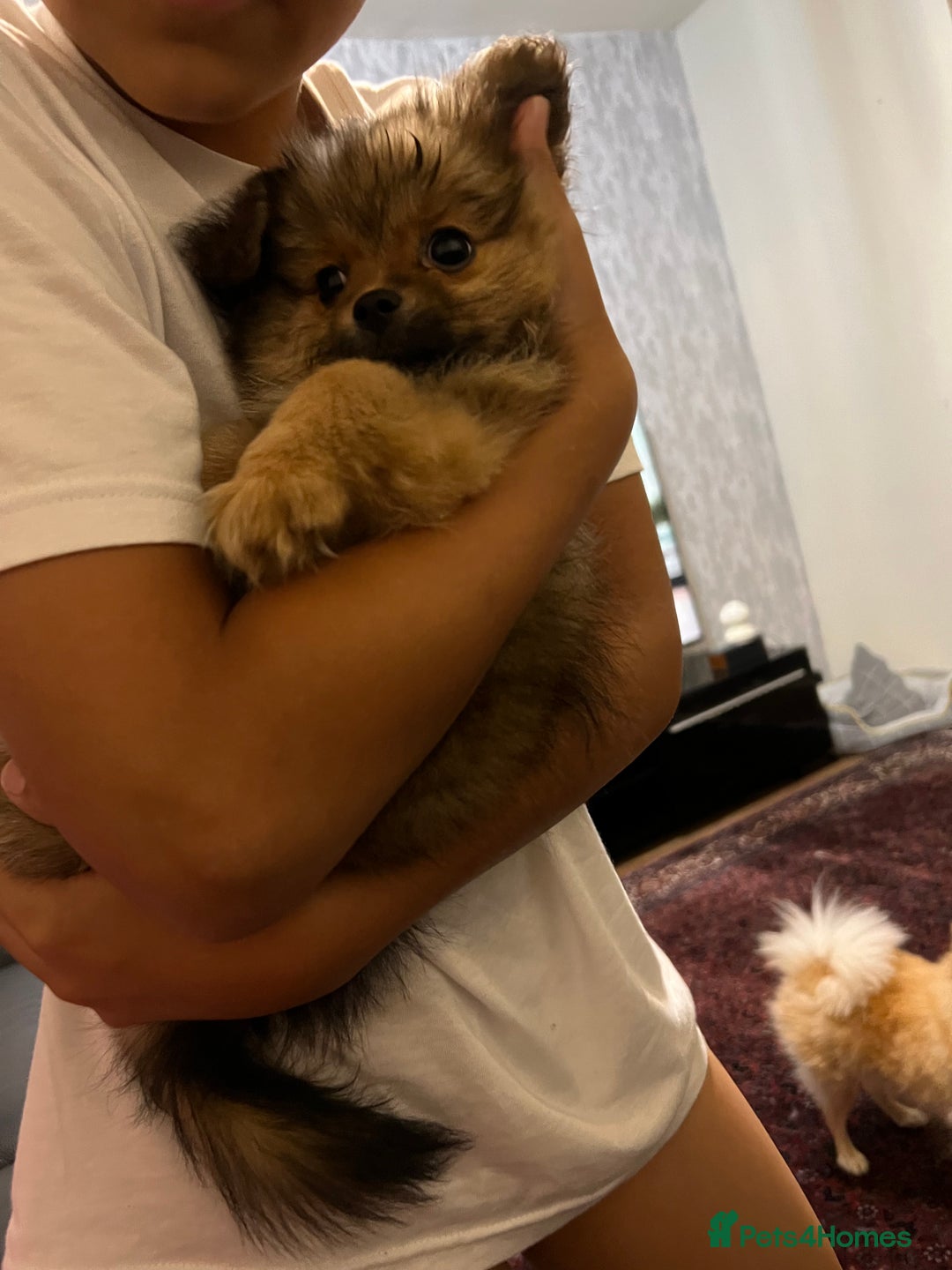 Mixed Breed dogs for sale: 1 male pomranian puppy so friendly  - Image 4