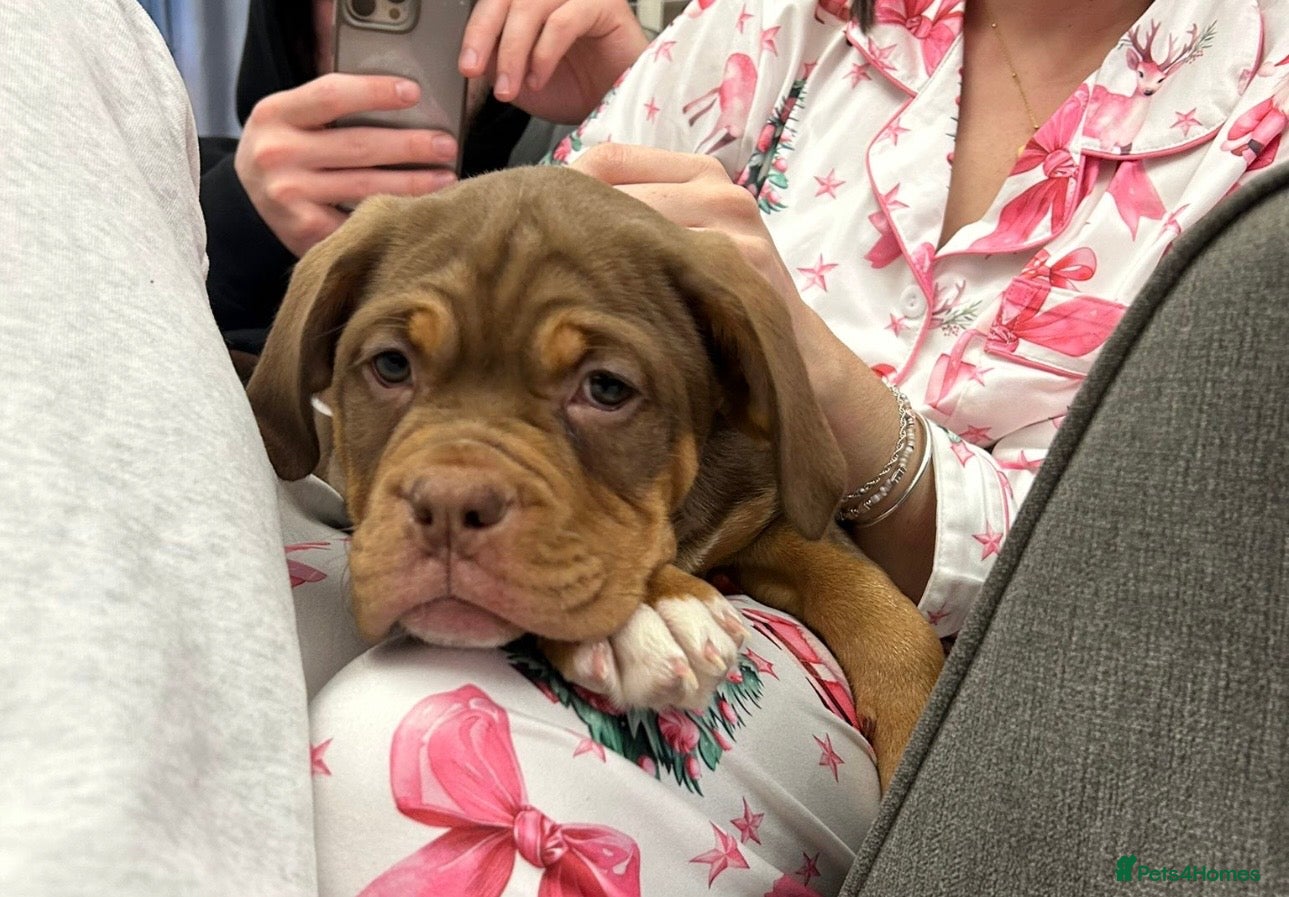 Mixed Breed dogs Beautiful old tyme bulldog puppies  ❤️ - Advert 1