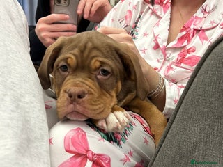 Mixed Breed dogs Beautiful old tyme bulldog puppies ❤️ - Advert 1