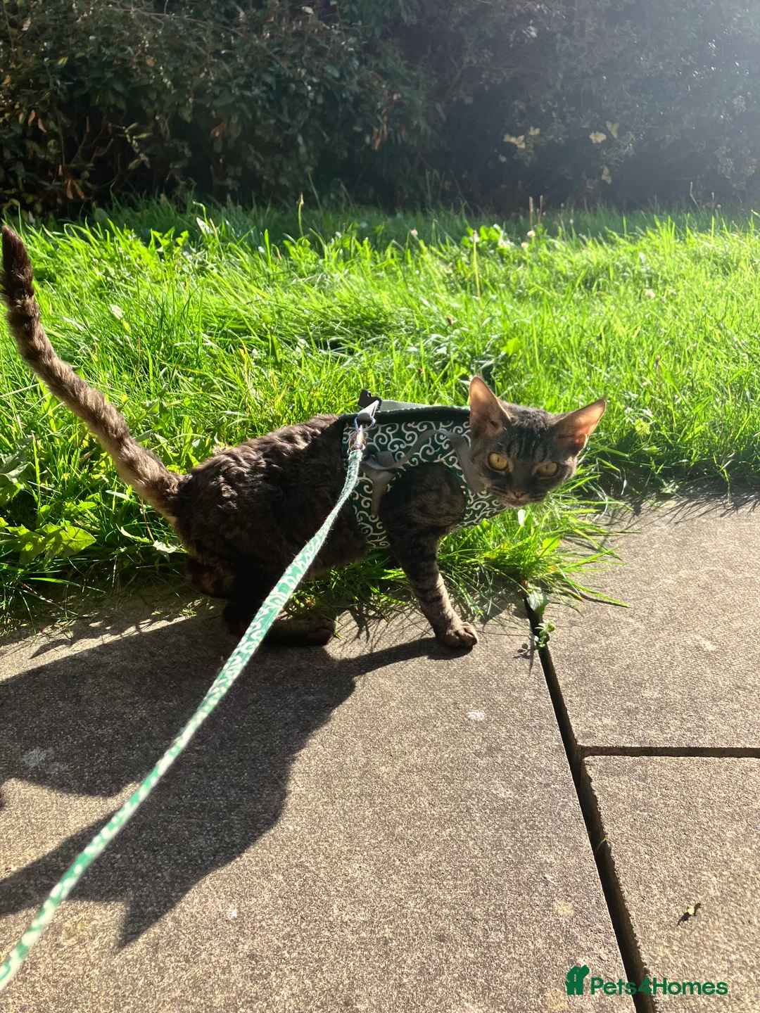 Devon Rex cats for sale: GCCF Registered Young Adult Females - Advert 6