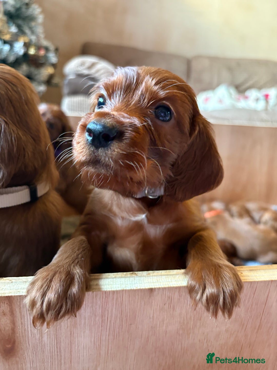 Irish Setter dogs for sale: ❤️🇮🇪Irish setter pups 🇮🇪 ❤️ - Advert 2