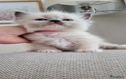 Ragdoll cats for sale: Adorable Ragdoll Kittens  - Image 19