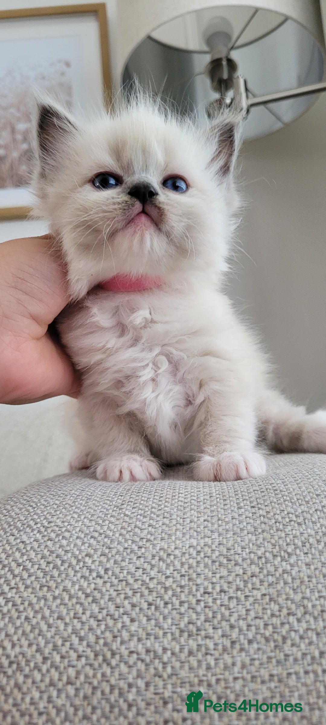 Ragdoll cats for sale: Adorable Ragdoll Kittens  - Image 19