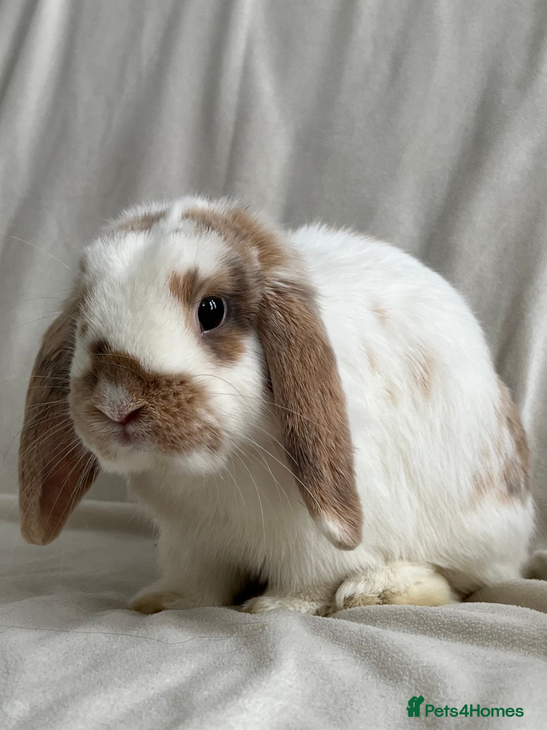 Mini Lop rabbits for sale: 2 Mini Lop Bunnies for £100 - Image 8