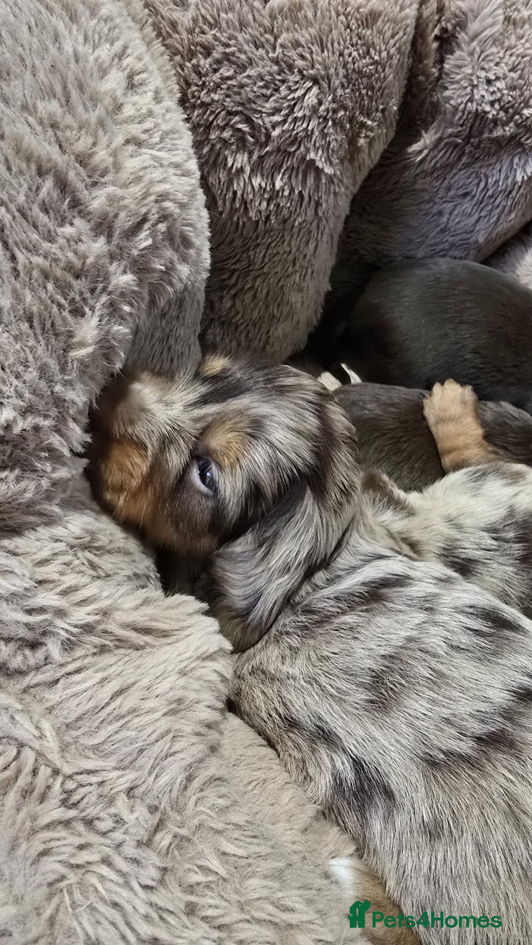 Miniature Dachshund dogs for sale: ❤️Longhair and wirehair sausages❤️ - Advert 5