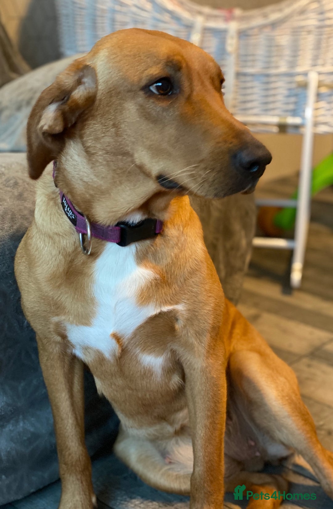 Cockerdor dogs for sale: Beautiful litter of Cockerdor puppies  - Advert 2