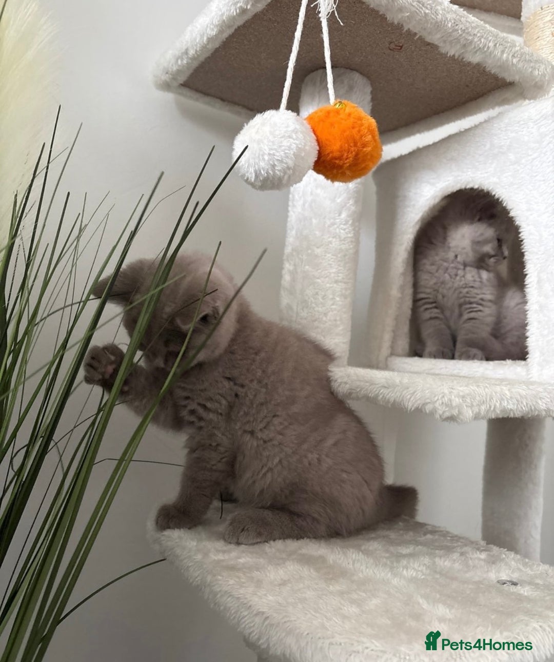 British Shorthair cats for sale: British shorthair kittens lilac & blue⭐️ - Image 6
